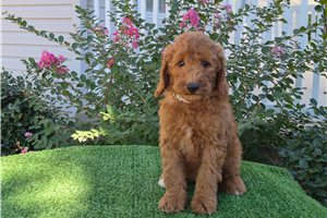 Charlize - Mini Goldendoodle for sale