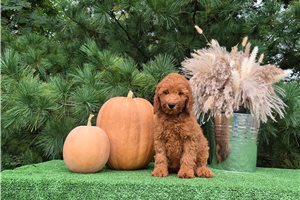 Chopper - Goldendoodle for sale