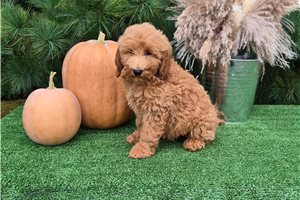 Charity - Goldendoodle for sale