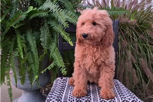 Charlotte - Goldendoodle for sale