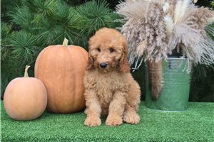 Celine - Goldendoodle for sale