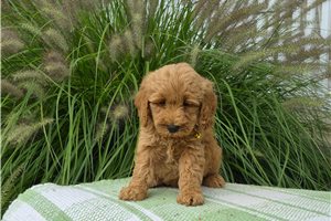 Charity - puppy for sale