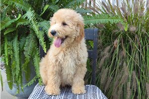 Chuck - Goldendoodle for sale