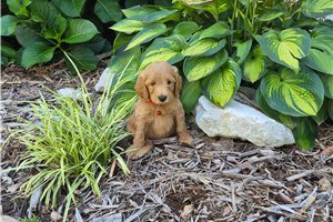 Cirrus - puppy for sale
