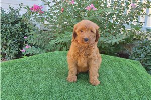 Chelsea - Goldendoodle for sale