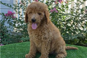 Chieftain - Goldendoodle for sale
