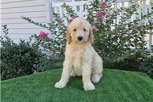 Charm - Goldendoodle for sale