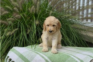 Charm - puppy for sale