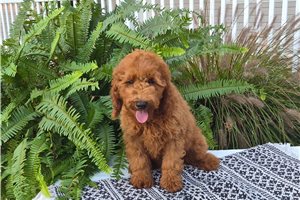 Chopper - Goldendoodle for sale