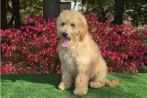 Chuck - Goldendoodle for sale