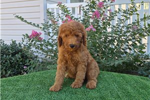 Chopper - Goldendoodle for sale