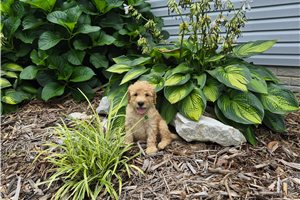 Chuck - puppy for sale