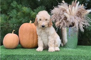 Charm - Goldendoodle for sale