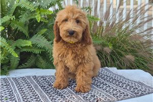 Charity - Goldendoodle for sale