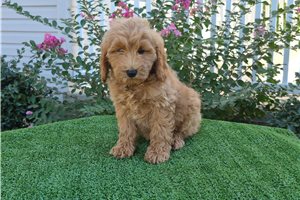 Charity - Goldendoodle for sale