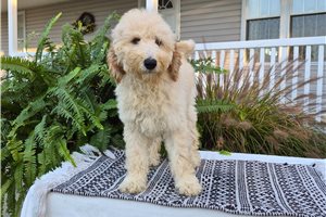 Charm - Goldendoodle for sale