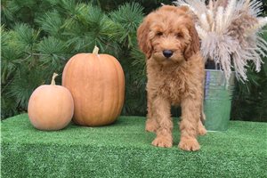 Chipper - Goldendoodle for sale