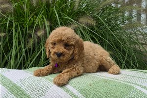 Charlotte - puppy for sale