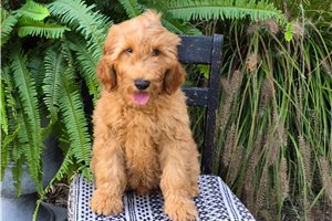 Chipper - Goldendoodle for sale