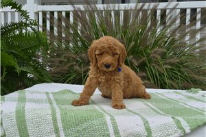 Chieftain - puppy for sale