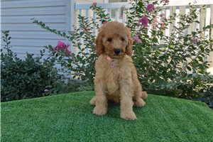 Celine - Goldendoodle for sale