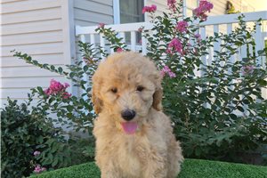 Chuck - Goldendoodle for sale