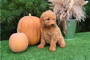 Charlotte - Goldendoodle for sale