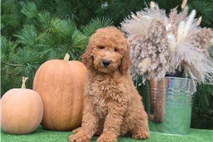 Chieftain - Goldendoodle for sale