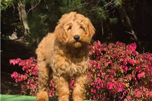 Cirrus - Goldendoodle for sale