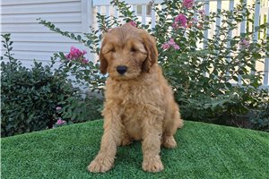 Chipper - Goldendoodle for sale