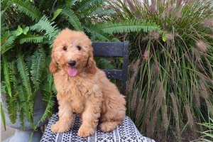 Celine - Goldendoodle for sale