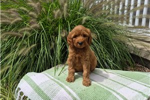 Chelsea - puppy for sale