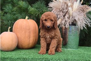 Charlize - Mini Goldendoodle for sale