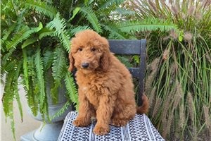 Charlize - Mini Goldendoodle for sale
