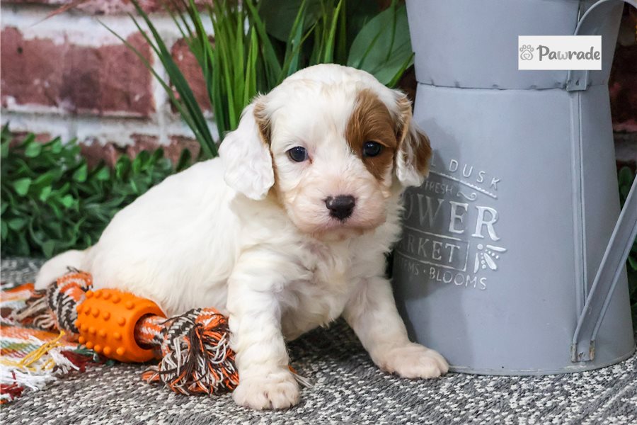 Meeko - Cavapoo for sale