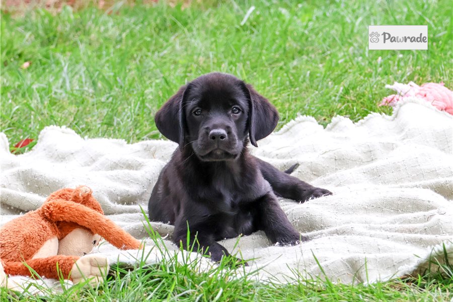 Brianna, female Labrador Retriever puppy for sale