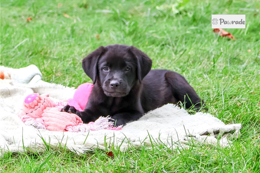 Bitsy - Labrador Retriever for sale