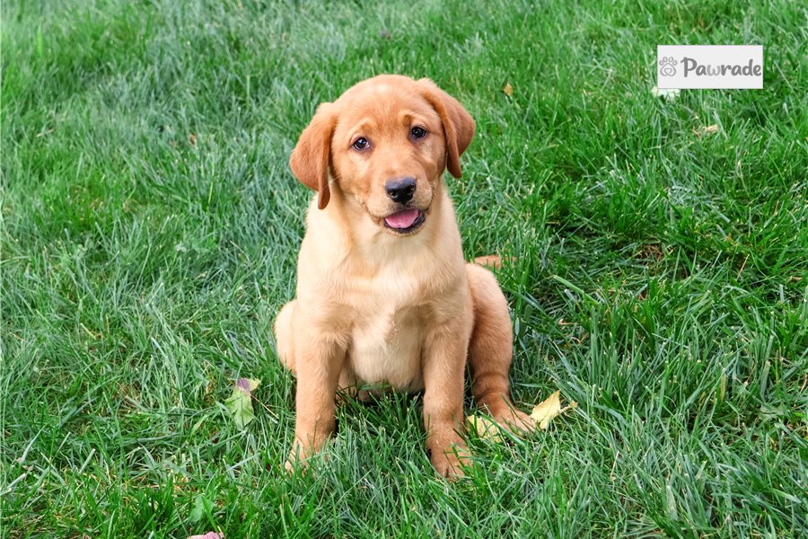 Destiny - Labrador Retriever for sale