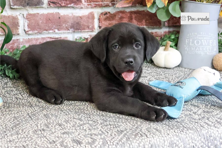 Phoenix, male Labrador Retriever puppy for sale