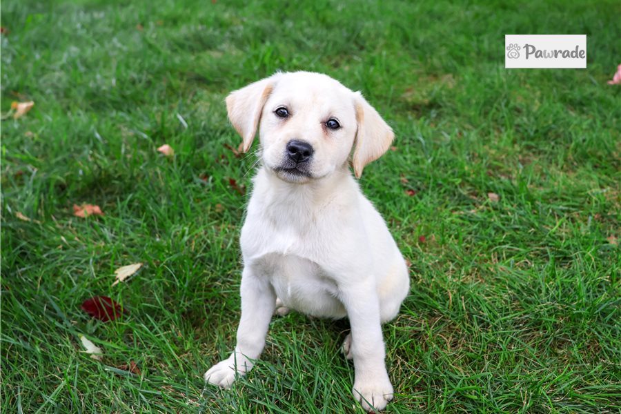 Nadine - Labrador Retriever for sale