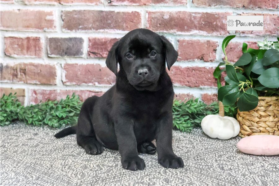 Plum - Labrador Retriever for sale