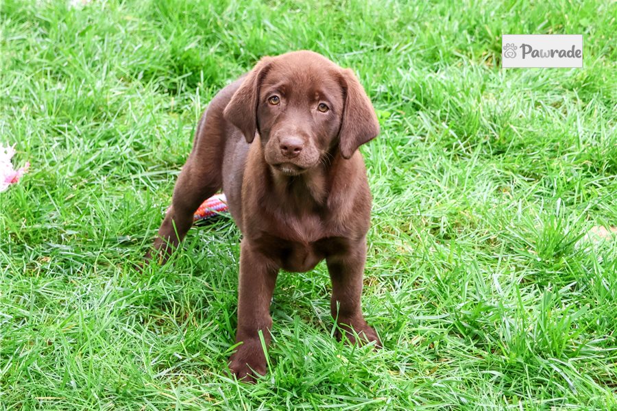 Ramona - Labrador Retriever for sale