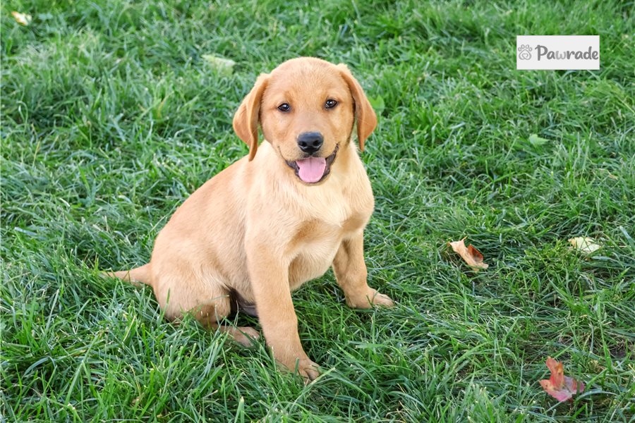 Denzel, male Labrador Retriever puppy for sale