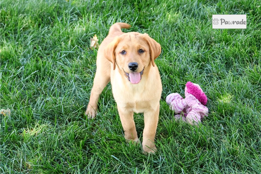 Denise - Labrador Retriever for sale