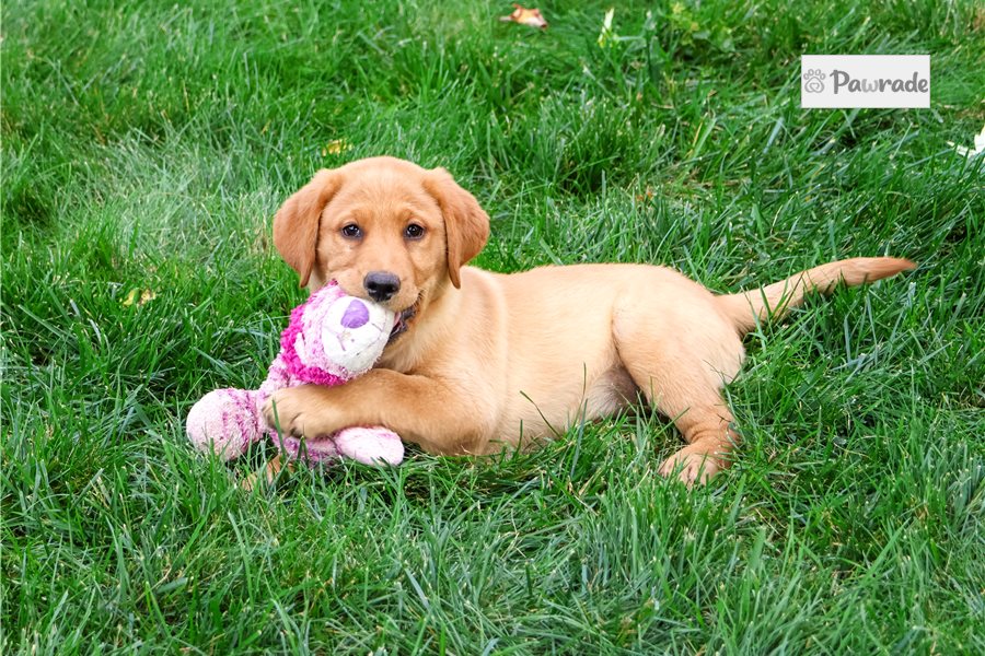 Diamond - Labrador Retriever for sale