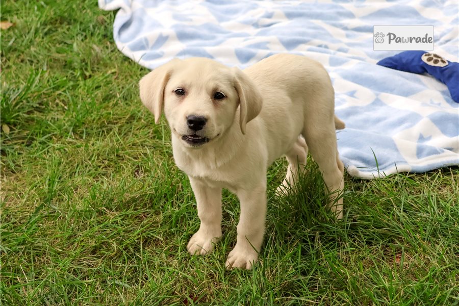 Nole - Labrador Retriever for sale