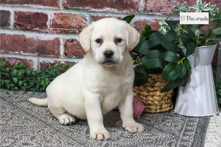 Pippa - Labrador Retriever for sale