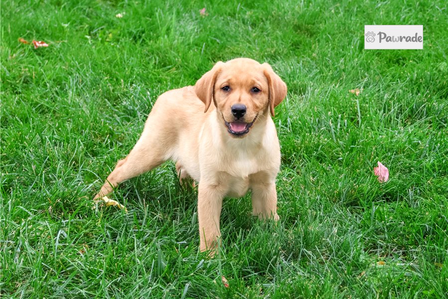 Dewdrop - Labrador Retriever for sale