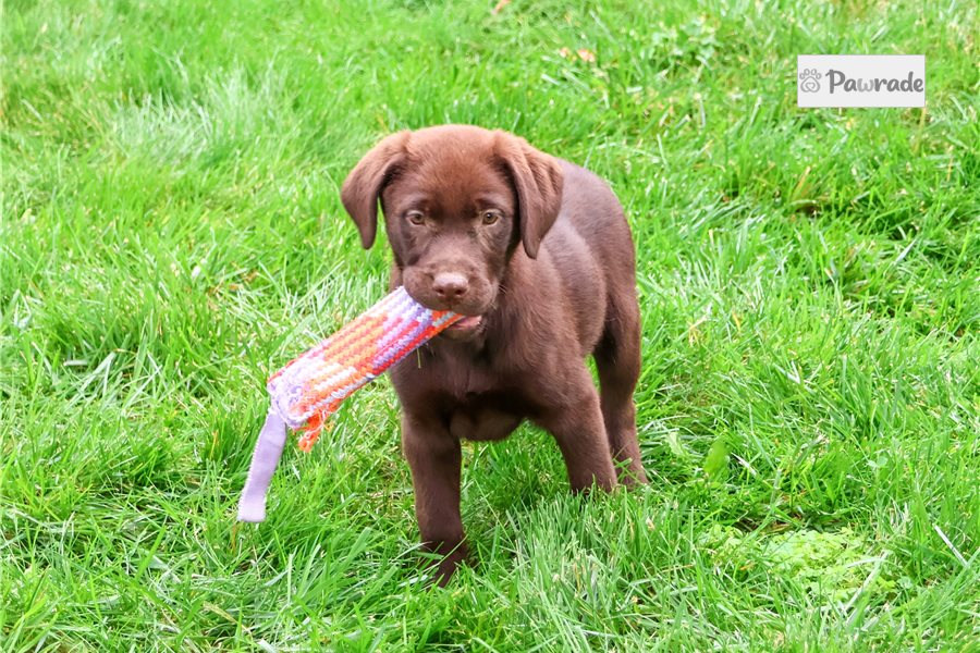 Rylee, female Labrador Retriever puppy for sale