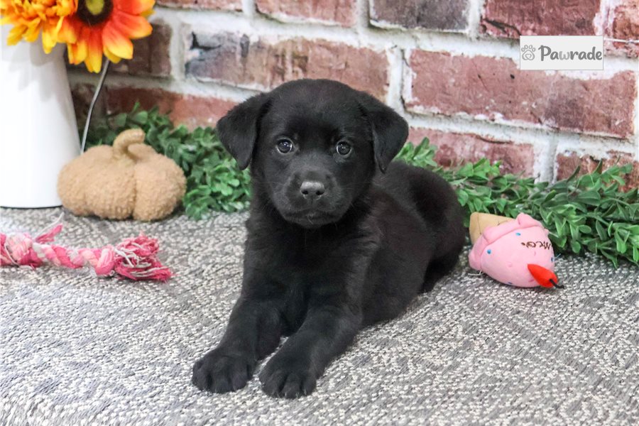 Penelope - Labrador Retriever for sale